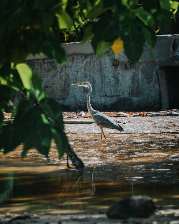 The heron walks in shallow and dirty water, there is a wall behind it and a tree grows on the side.