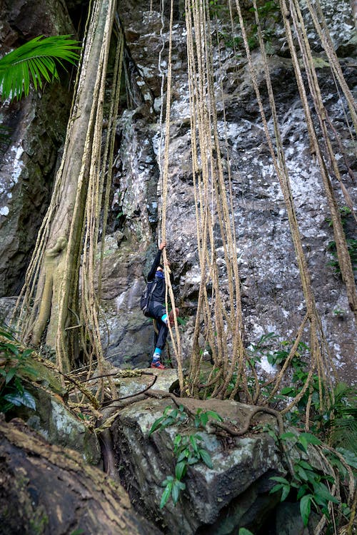 The climber is standing at the bottom of the rock from which the ropes of the tree hang.