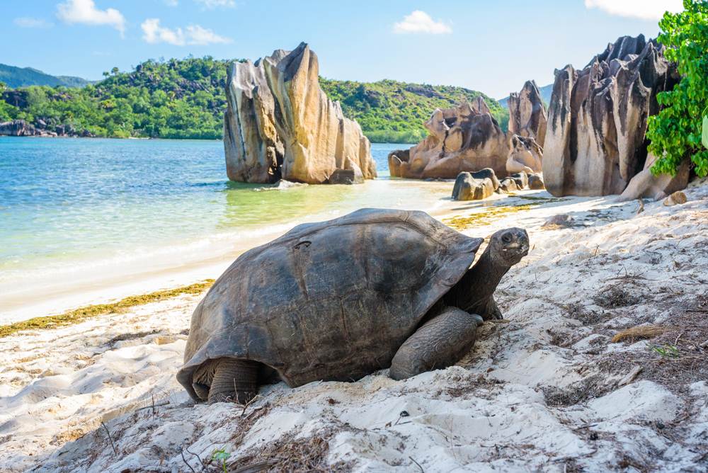 Aldabra giant tortoise relaxing on the beach