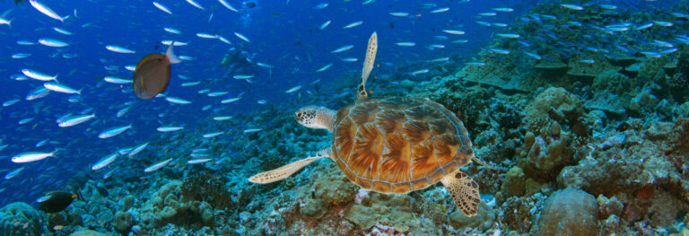 The Hawksbill Turtle swimming in deep ocean near the coral reef and the school of fish