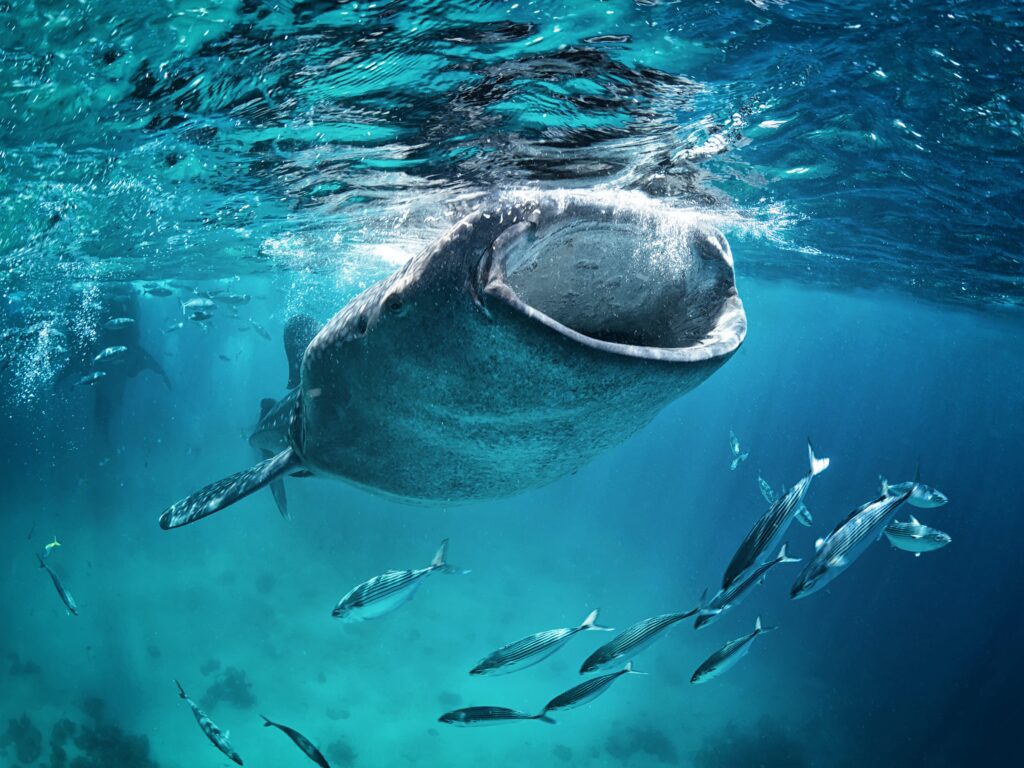 Whale sharks