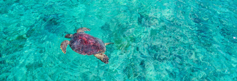 Green Sea Turtle swimming in clear water. Aerial view