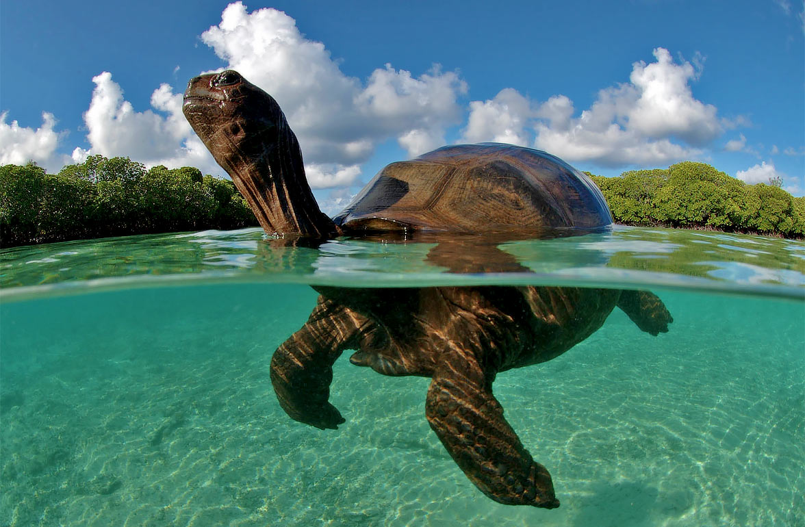 Aldabra giant tortoises swimming in waters os Seyshells