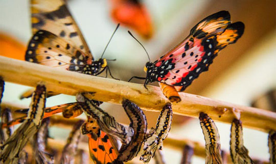 Picture of butterflies