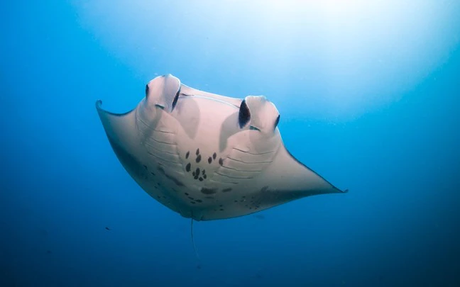 A beautiful stingray that we can see diving in the waters of the Maldives