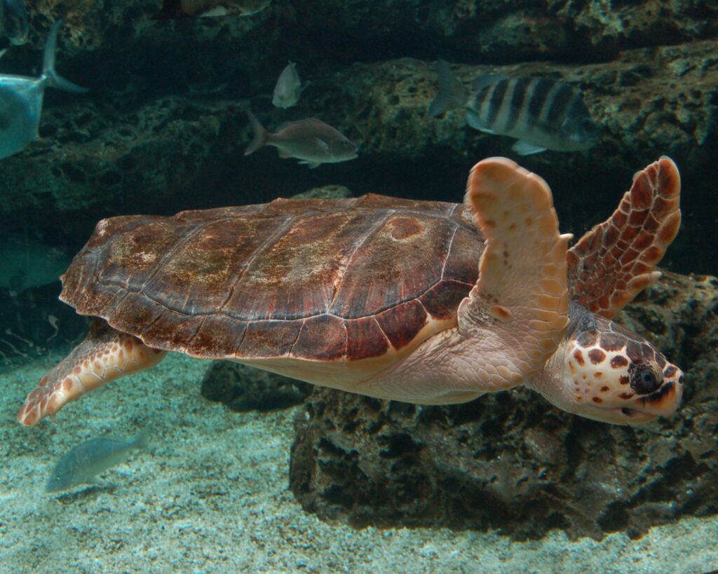 Loggerhead Turtle swimming in ocean's water