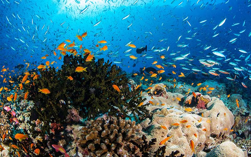 Snorkeling or diving in vibrant coral reefs.