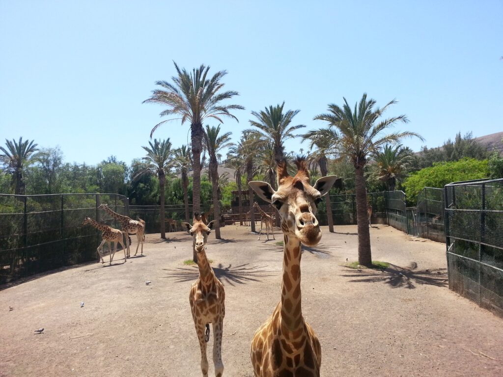 Oasis Park Fuerteventura: giraffe paddock